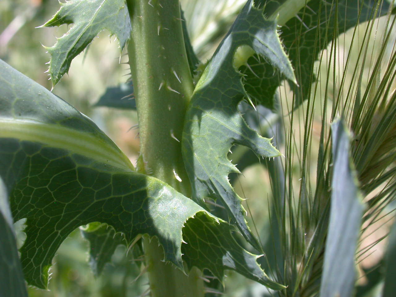 Lactuca sativa subsp. serriola / Lattuga selvatica